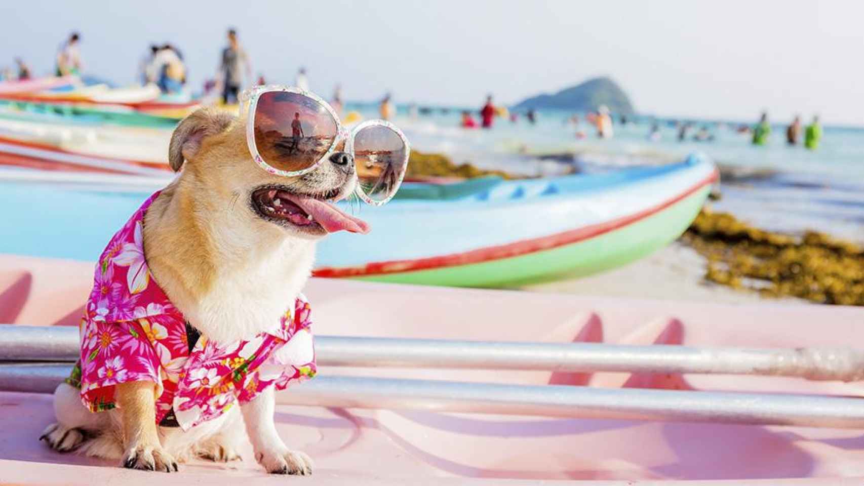 Un perro de vacaciones en la playa / THINKSTOCKPHOTOS