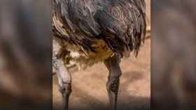 El avestruz es el único animal con doble rótula / EP