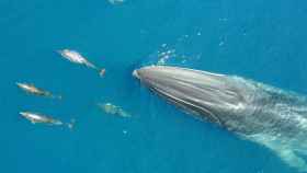 La ballena y los delfines avistados en la costa de Garraf, en Barcelona / CG