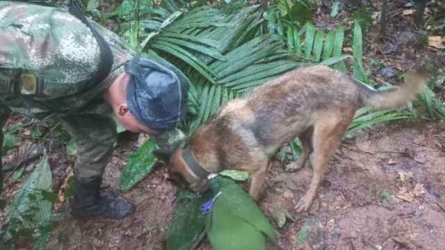 El servicio de búsqueda que encontró a los niño en la selva de Colombia / AGENCIAS