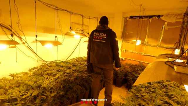 Los Mossos d'Esquadra registran la vivienda en la que los dos jóvenes detenidos habían cultivado 322 plantas de marihuana / MOSSOS D'ESQUADRA