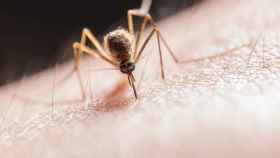 Los mosquitos transmiten el parasito 'plasmodium', que causa la malaria / EUROPA PRESS