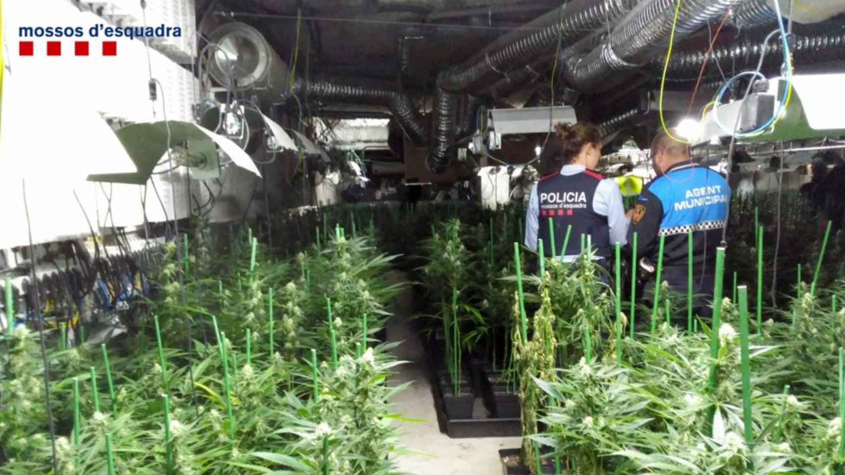 Operación policial en una plantación de marihuana / MOSSOS D'ESQUADRA
