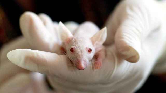 Un ratón de laboratorio