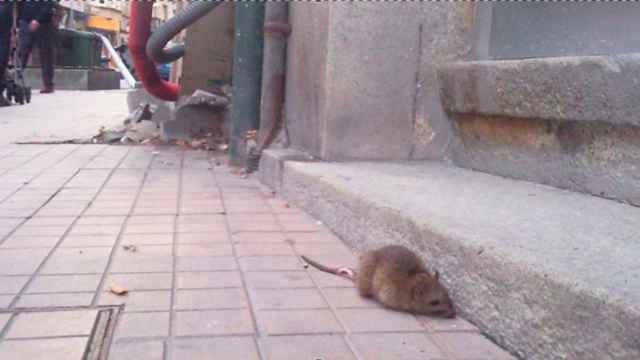 Vecinos de Cornellà de Llobregat denuncian en redes estar sufriendo una plaga de ratas en varios barrios / CG