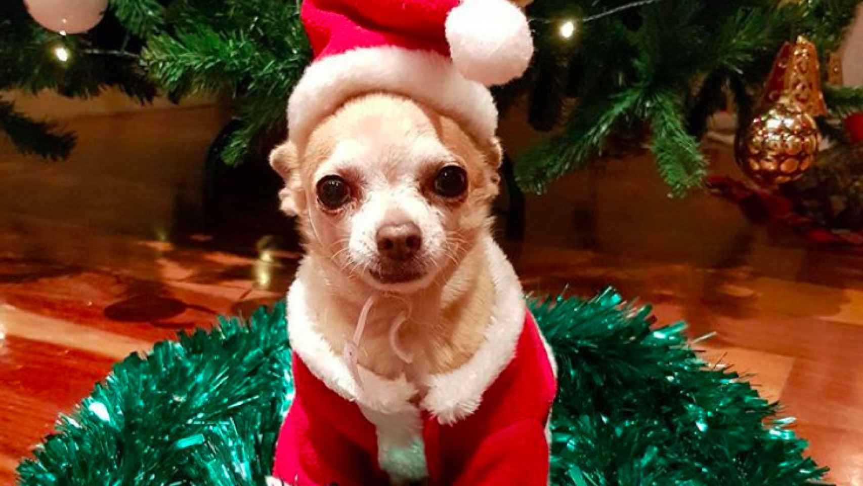 El perrito de Paula y Bustamante avanza la Navidad