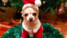 El perrito de Paula y Bustamante avanza la Navidad