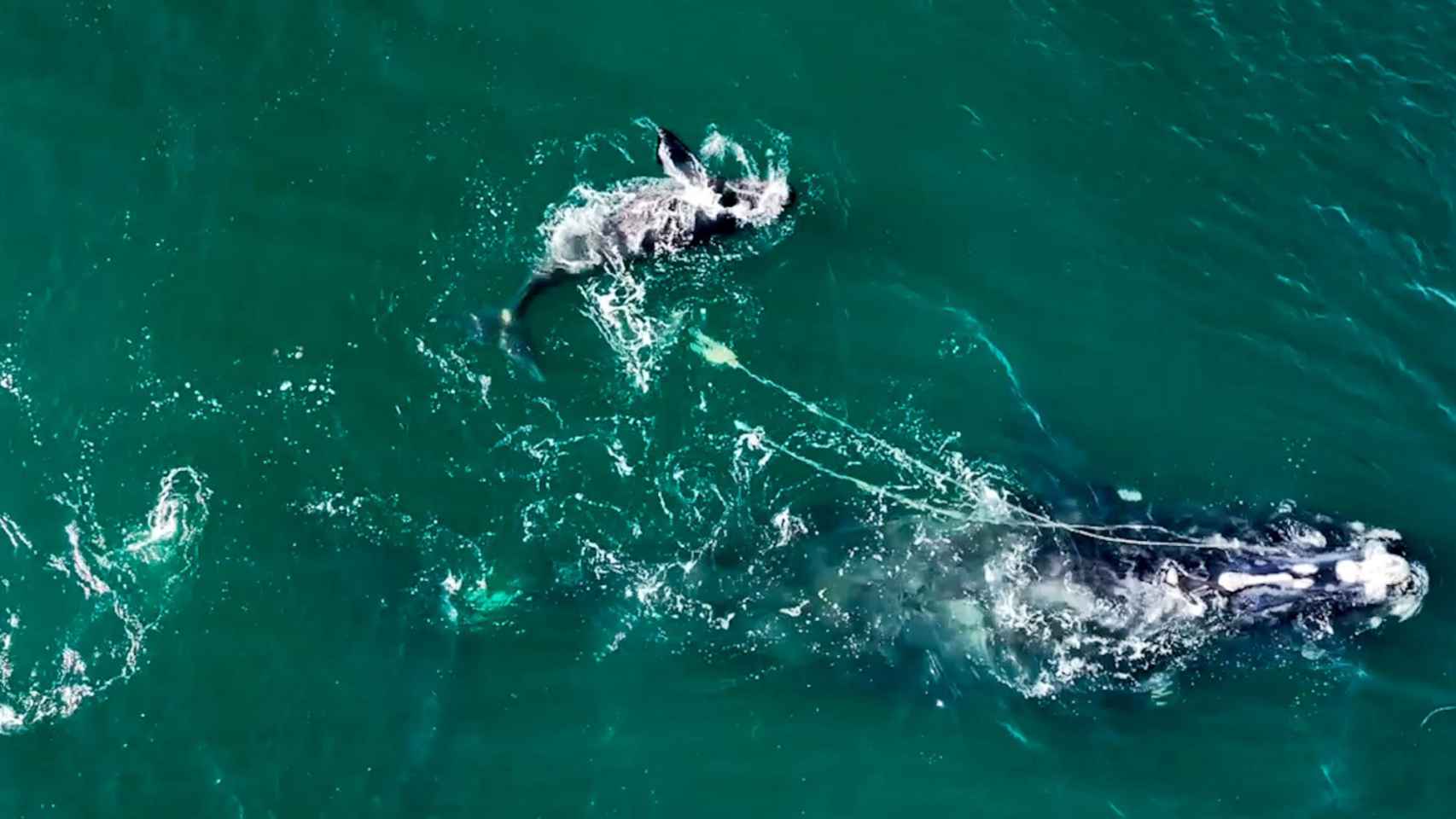 Una ballena y su cría, atrapadas en una red / DNR