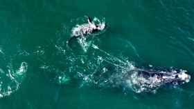Una ballena y su cría, atrapadas en una red / DNR