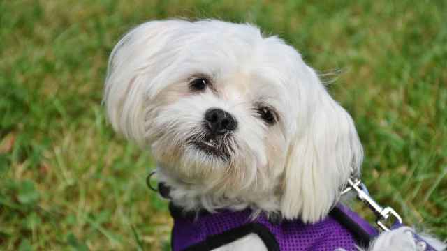 Perro mirando a cámara después de un corte de pelo en una peluquería canina / PIXABAY