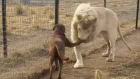 El momento en que el león besa la pata del perro