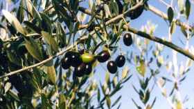 Una foto ilustrativa del trabajo de la recogida de la oliva en el que una empresa tiene impagos