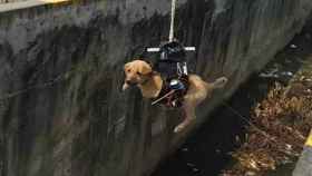El cachorro rescatado por un dron en Nueva Delhi / YOUTUBE