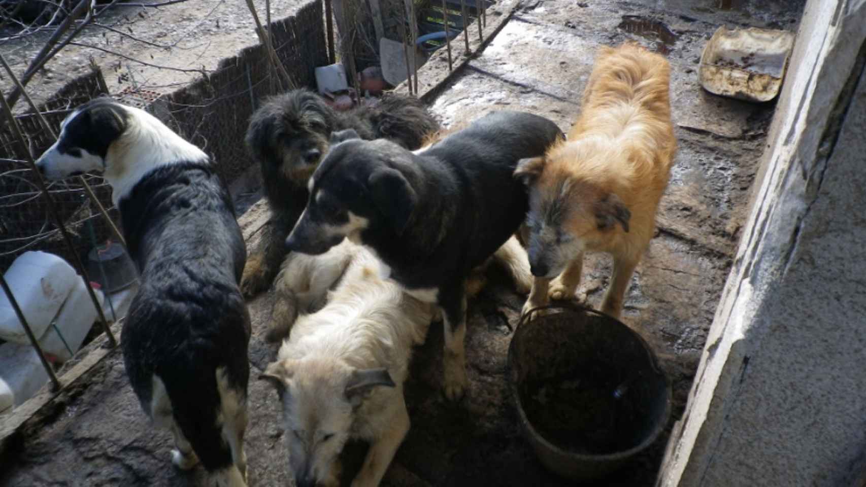 Una foto de los perros confiscados / Guardia Civil