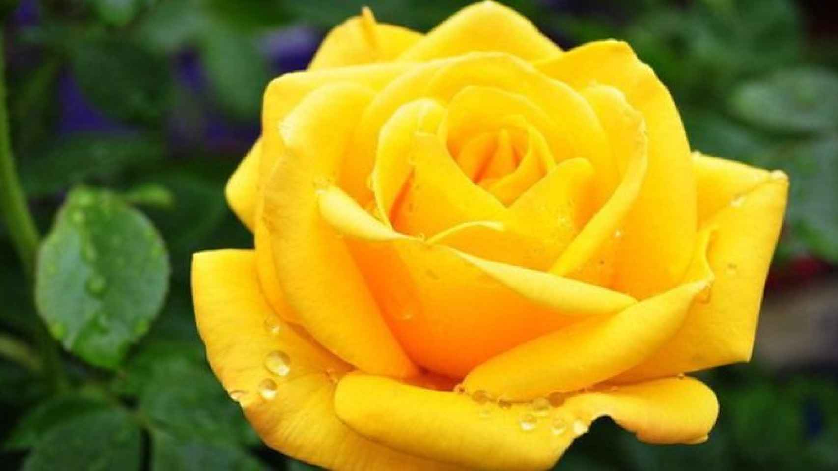 Una rosa amarilla, de las más demandadas para Sant Jordi / CG