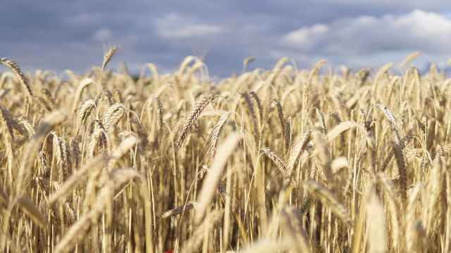 Imagen de un campo de trigo