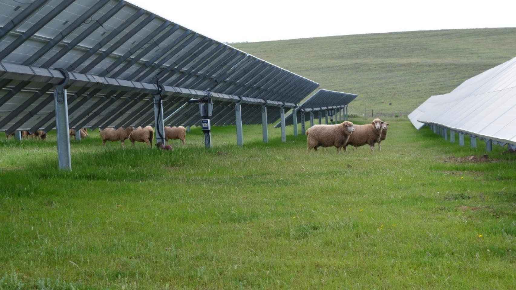Rebaño de ovejas junto a unas placas solares