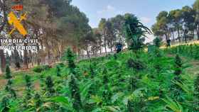 Plantación de marihuana junto al antiguo camping Pous de Figueres