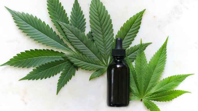 Aceite de CBD y hojas de marihuana