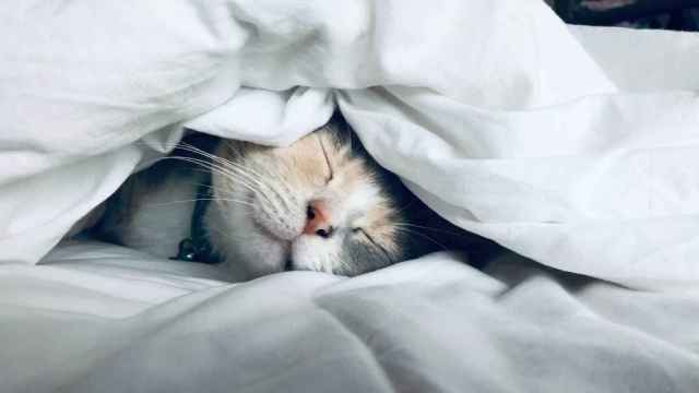 ¿Qué significa soñar con gatos? Todo depende del contexto del sueño