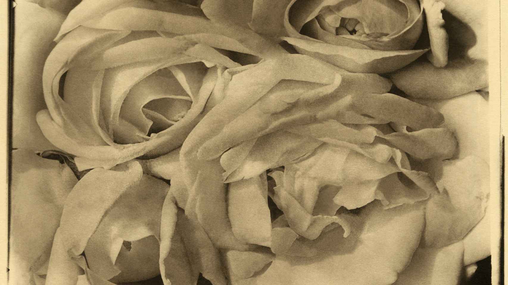 'Rosas', de Tina Modotti