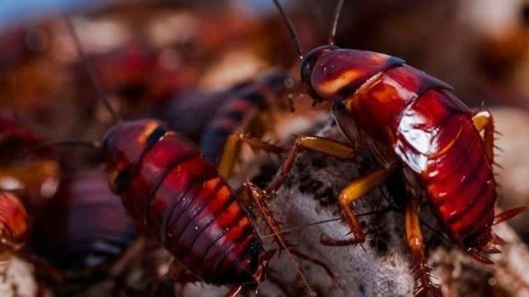 Imagen de archivo de una cucaracha americana