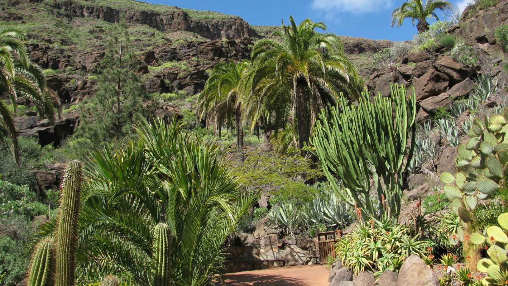 El Jardín Canario, un homenaje a la vegetación grancanaria