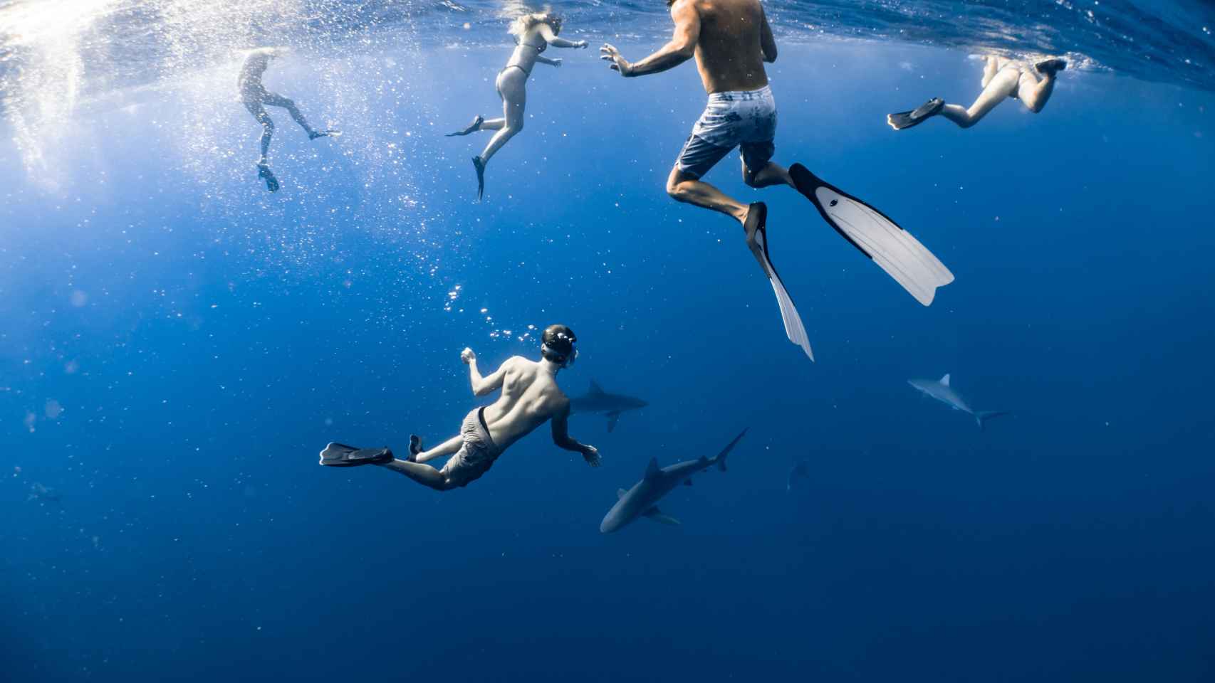 Bañistas nadando con tiburones