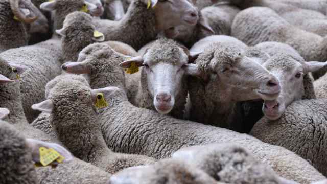 Un rebaño de más de 1.000 ovejas