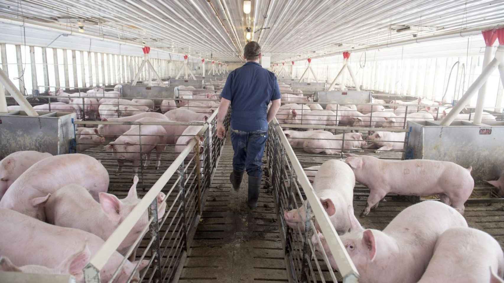 Imagen de una granja porcina del país