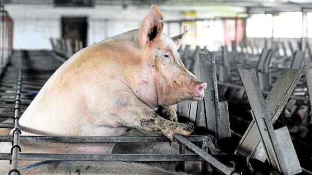 Un cerdo de engorde en una granja del país