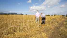 Foto de archivo de dos hombres observan los daños producidos en un campo de trigo tras una granizada