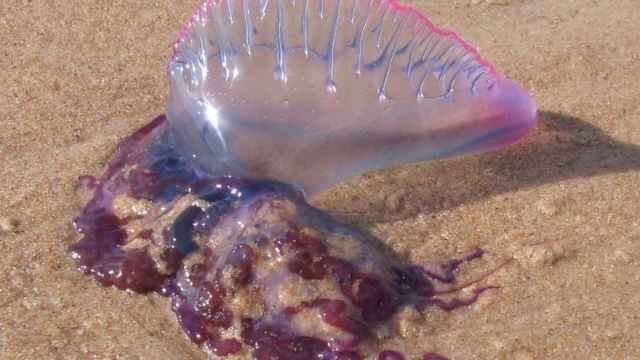 Una medusa  carabela portuguesa en una playa de Huelva