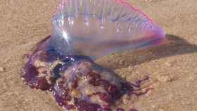 Una medusa  carabela portuguesa en una playa de Huelva