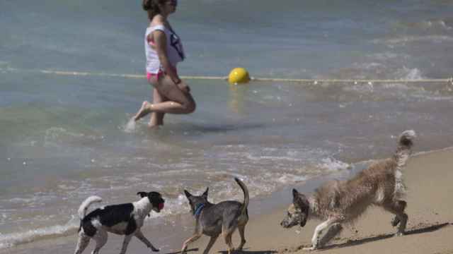 Perros en la playa de Llevant