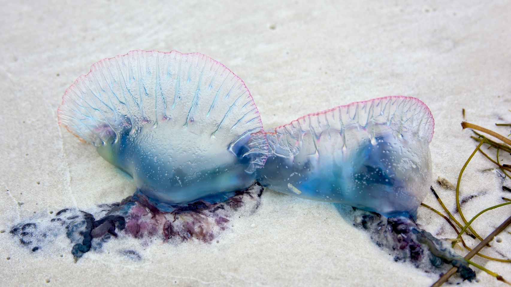 Dos medusas carabelas portuguesas en una playa del norte de España