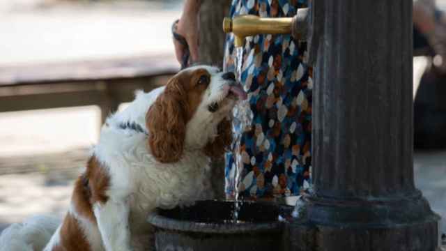 Un perro bebe en una de las fuentes de Barcelona