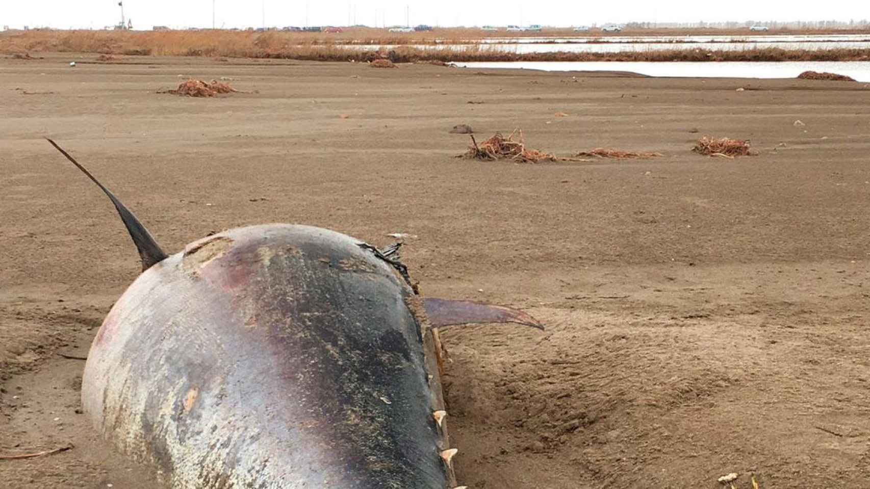 Un atún de Balfegó, varado en tierra tras el temporal Gloria en 2020