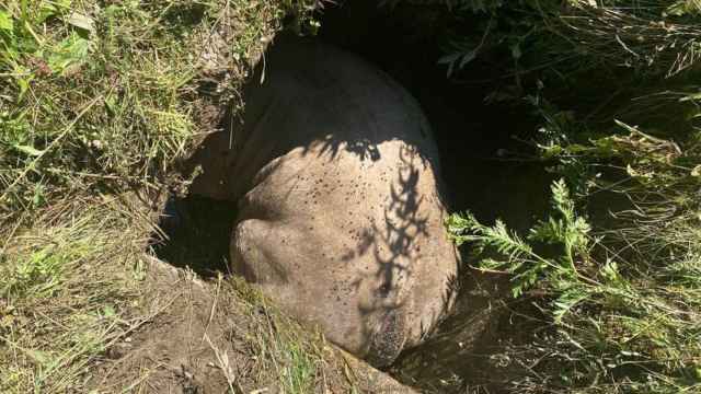La vaca caída en un agujero en Civís