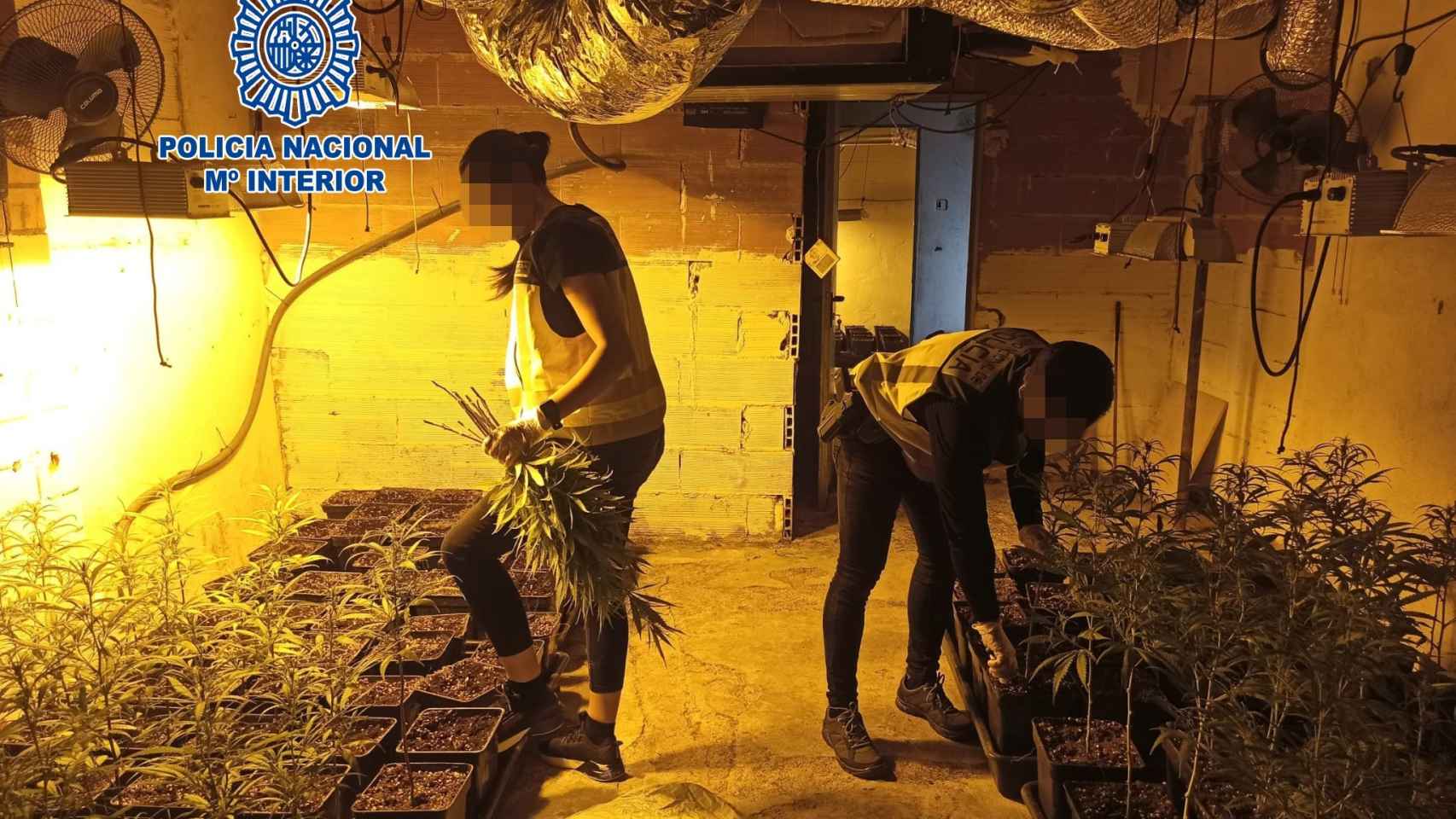 Desmantelamiento de la plantación de marihuana en Maçanet de la Selva