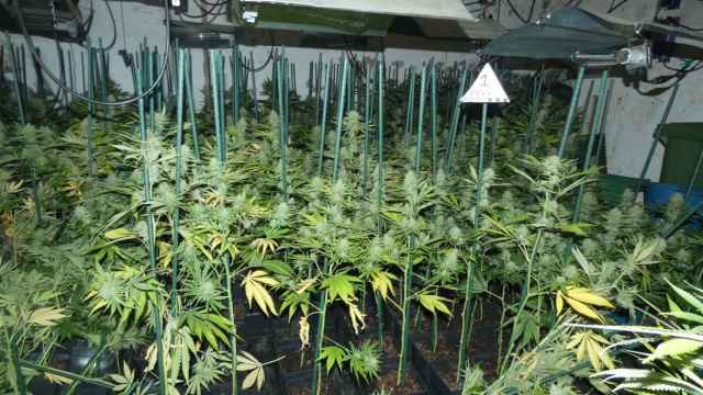 Plantación de marihuana localizada en un garaje de Llança