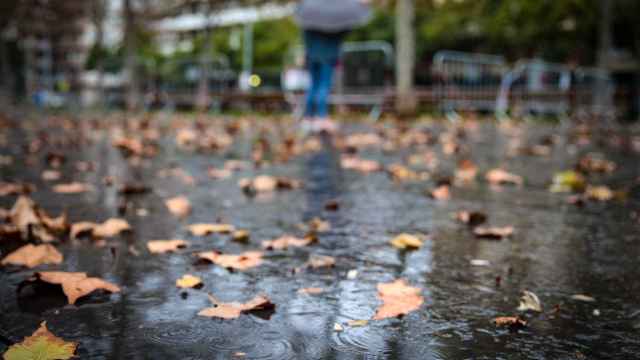 Varias hojas en el suelo a causa de la lluvia