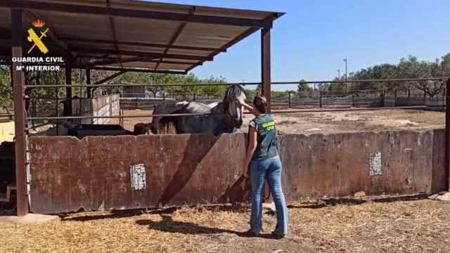 Una agente de la Guardia Civil acaricia a un caballo en la hípica en la que se ha liberado a un trabajador