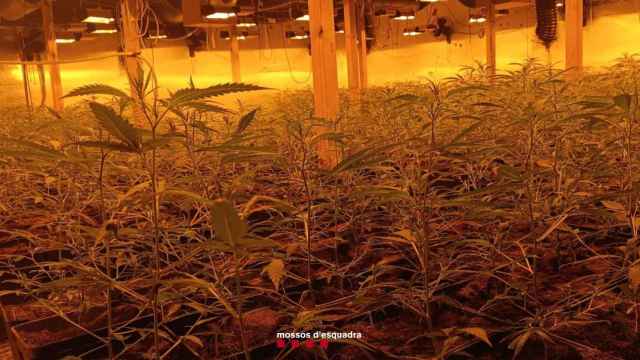 Una plantación de marihuana desmantelada por los Mossos d'Esquadra en una imagen de archivo