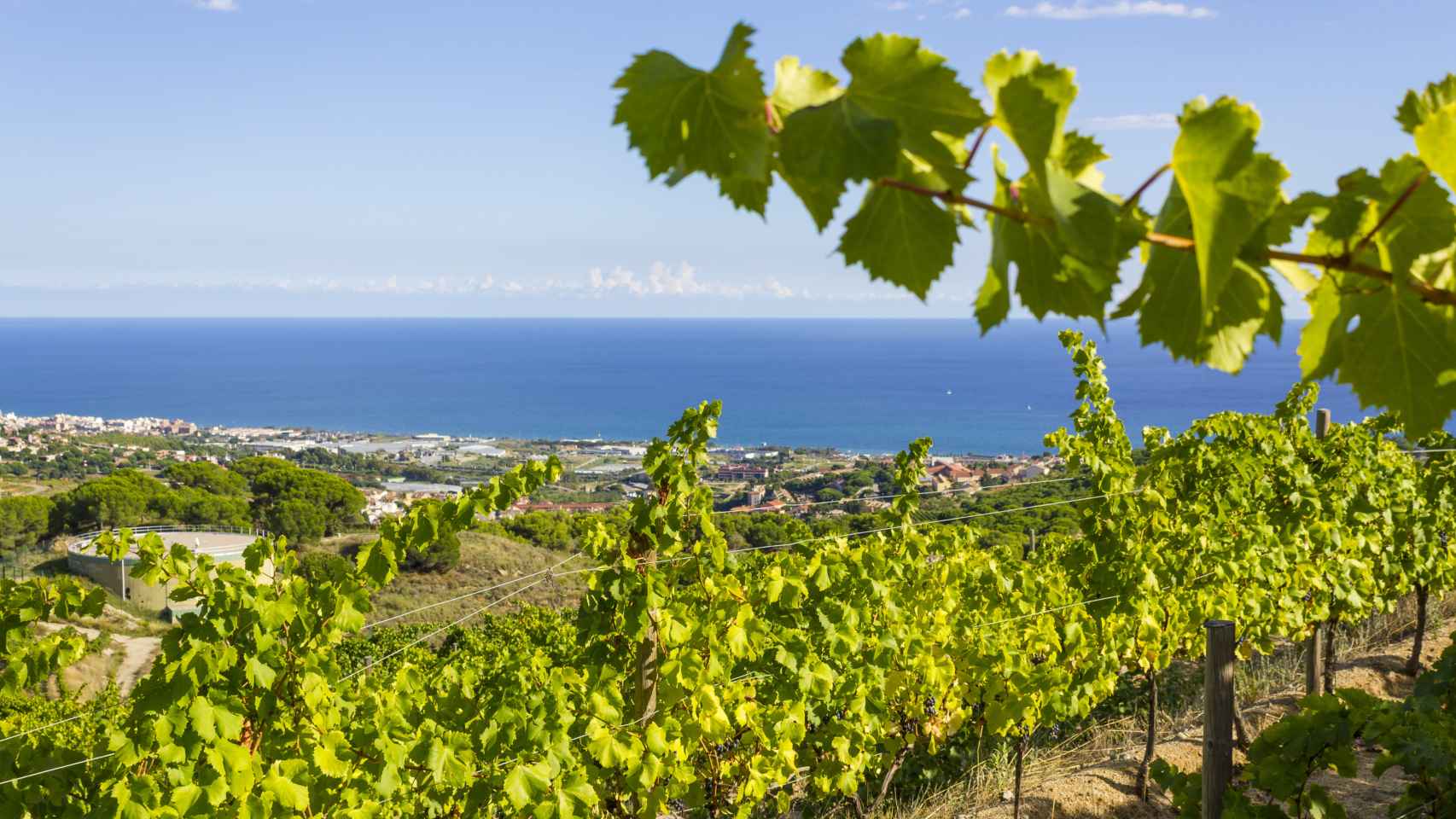 Admirar el mar y los viñedos, en Alella