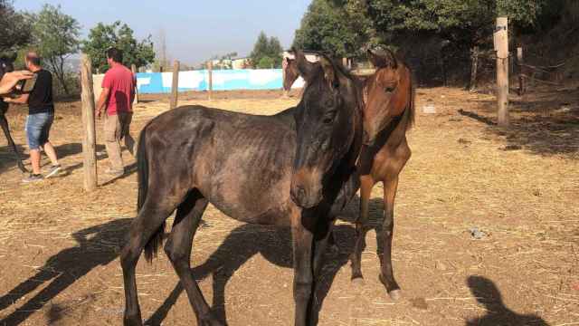 Incautan seis caballos, tres potros y un poni con desnutrición en una finca de Vilanova del Vallès