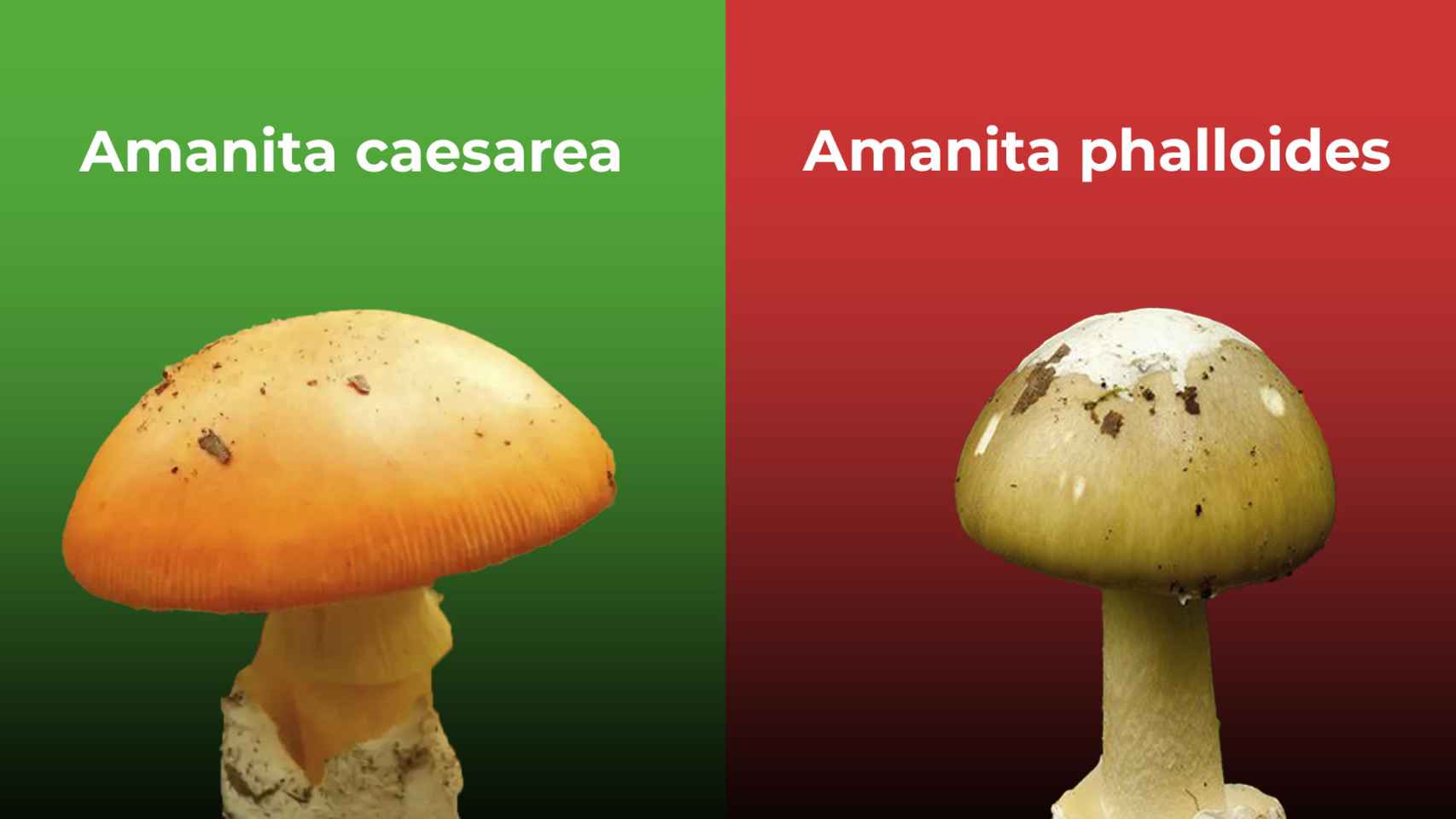 A la izquierda una 'amanita caesarea', un hongo comestible; a la derecha una 'amanita phalloides', potencialmente mortal