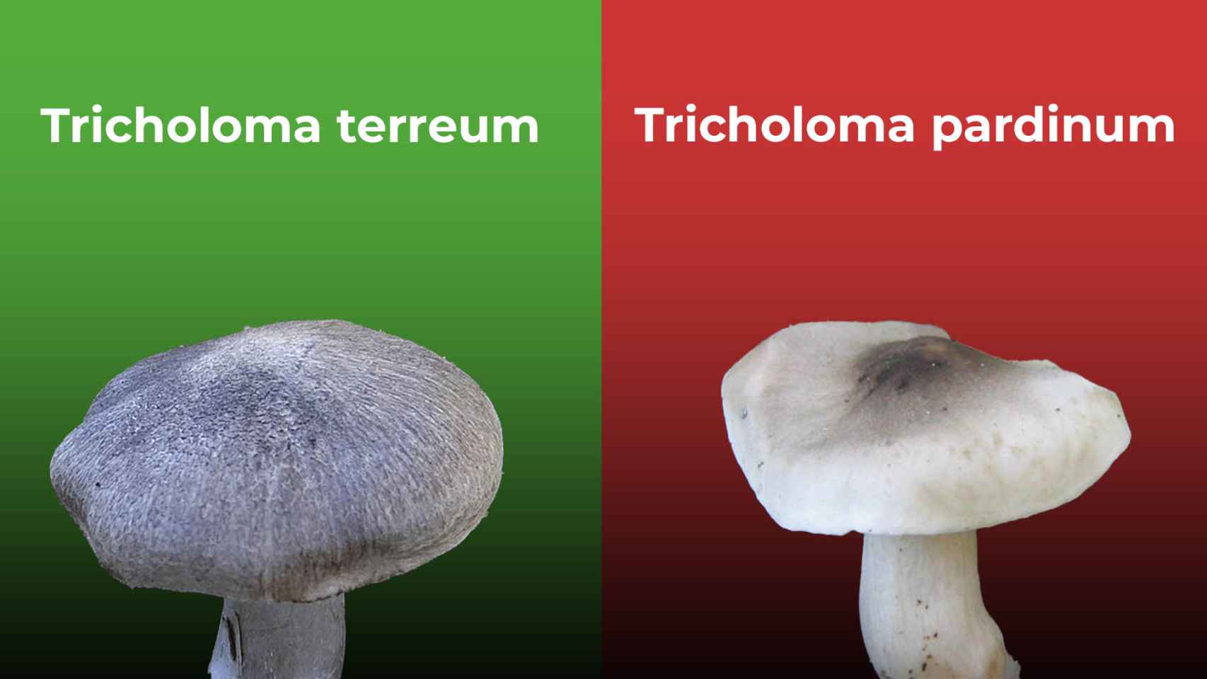 A la izquierda un 'tricholoma terreum', un hongo comestible; a la derecha una 'tricholoma pardinum', que es tóxico