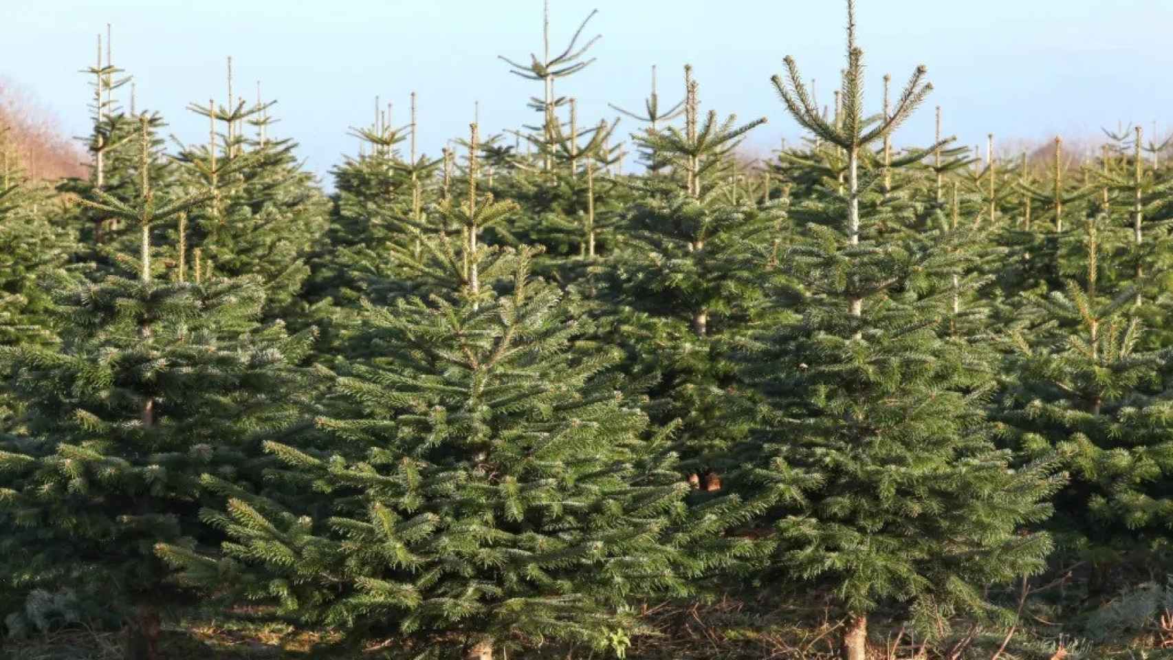 Abetos de Navidad