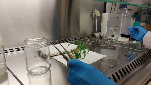 Cultivo de plantas de cannabis in vitro para uso farmacolgico/ALEOVITRO